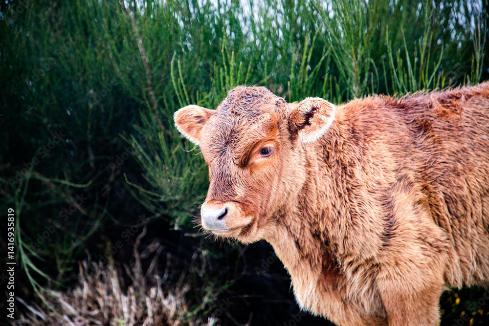 cow grazing in a misty landscape