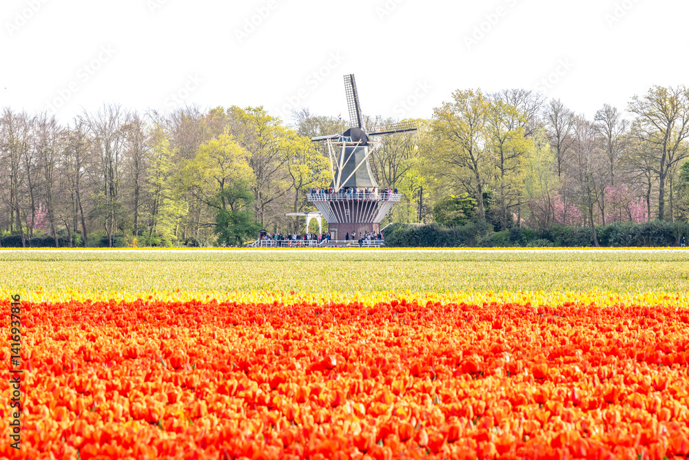 Holland Tulpen