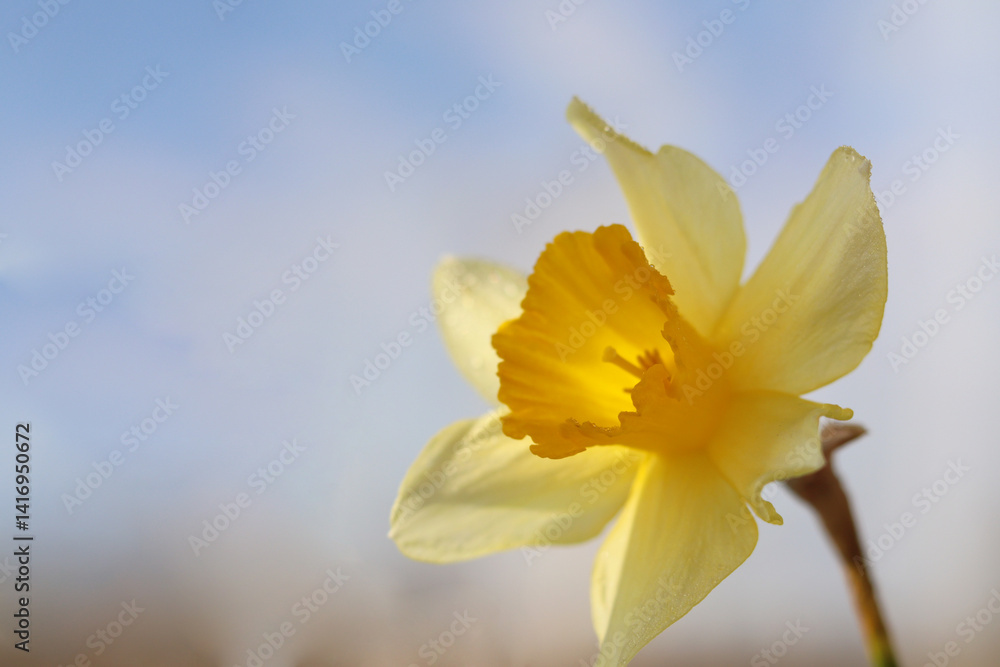 Fototapeta premium yellow daffodil flower