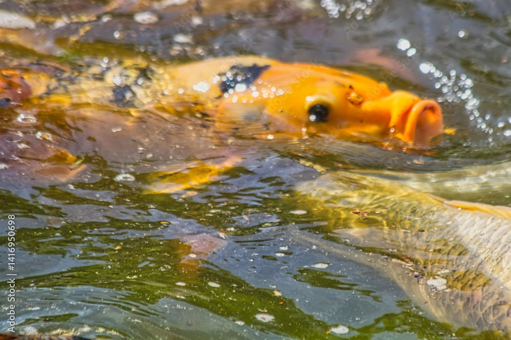 Fototapeta premium fish in a pond