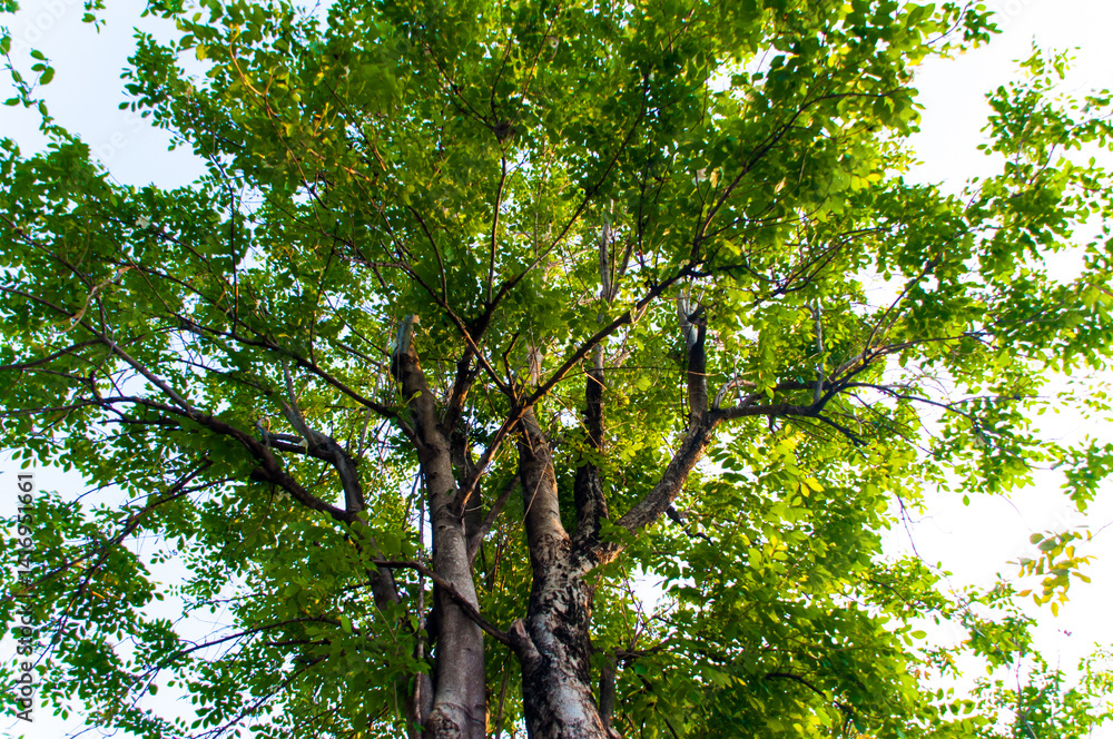 Fototapeta premium Trees in the forest are a beautiful natural landscape. Concept, background, texture, advertising space, nature, environment