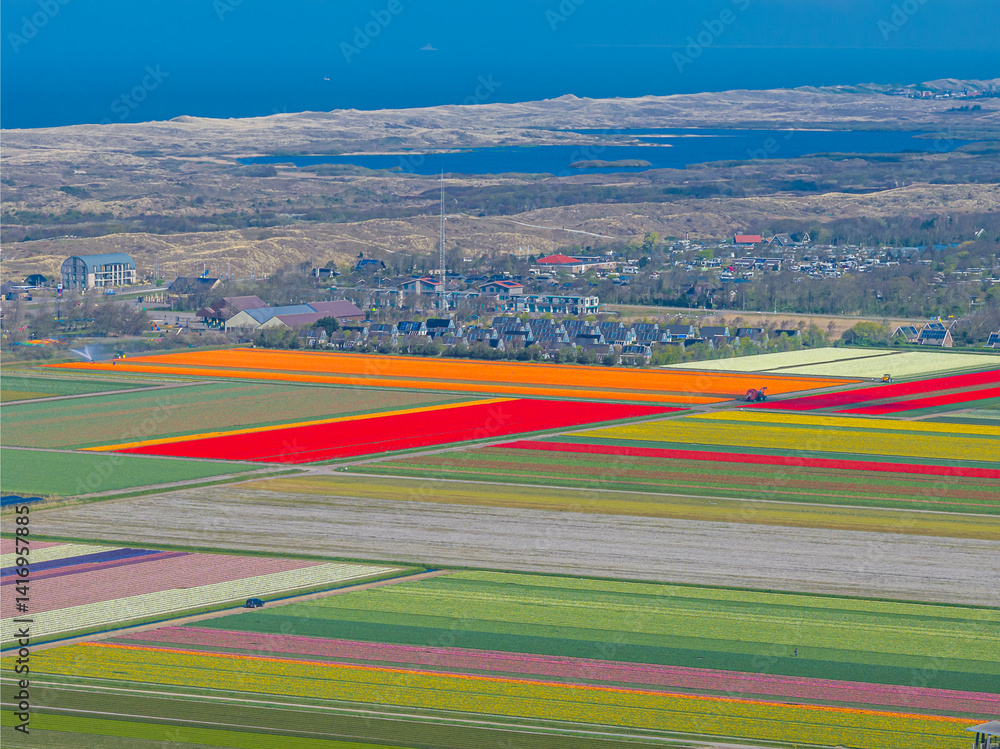 Holland Tulpen
