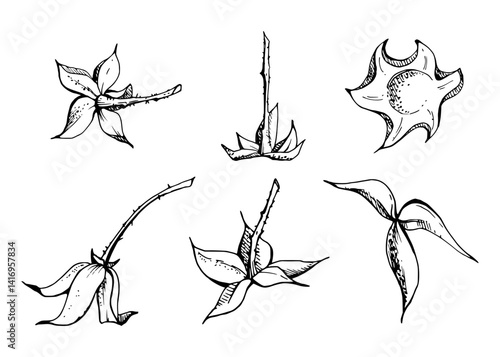 Raspberry fruit receptacle seed pod torus cluster petals leaves on stem, hand drawn in vector ink, forest cloudberry dewberry boysenberry mulberry loganberry. Botanical isolated element illustration
