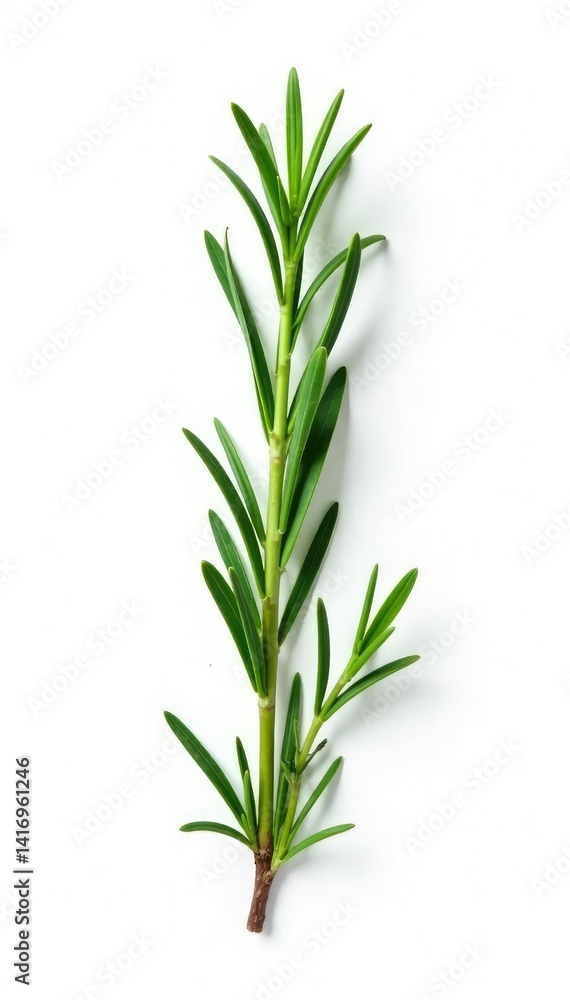 White background with isolated sprig of rosemary, showcasing herb's charm, green, natural White background with isolated sprig of rosemary, showcasing herb's charm, green, natural