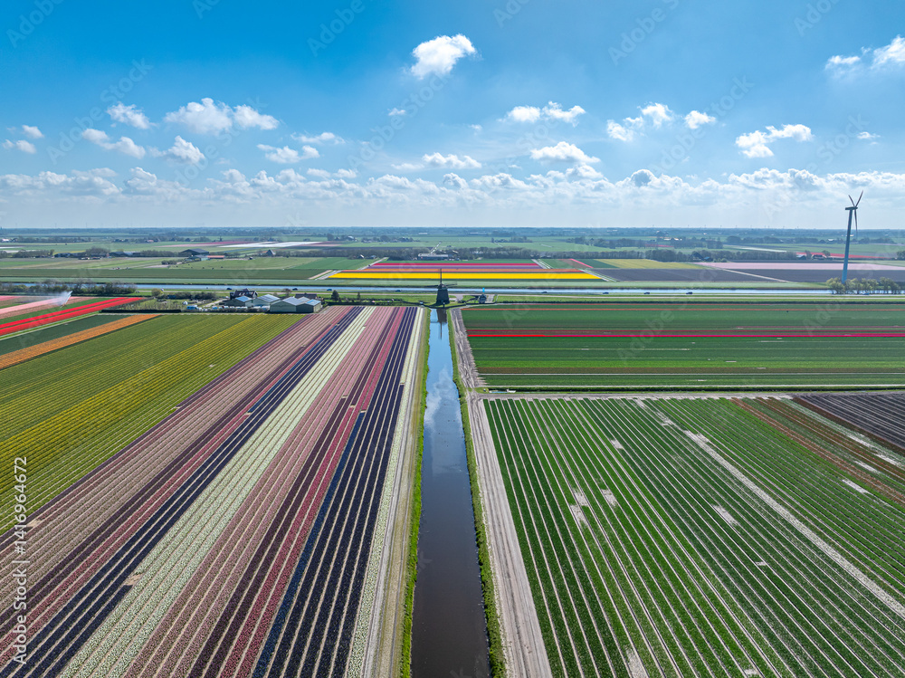 Holland Tulpen