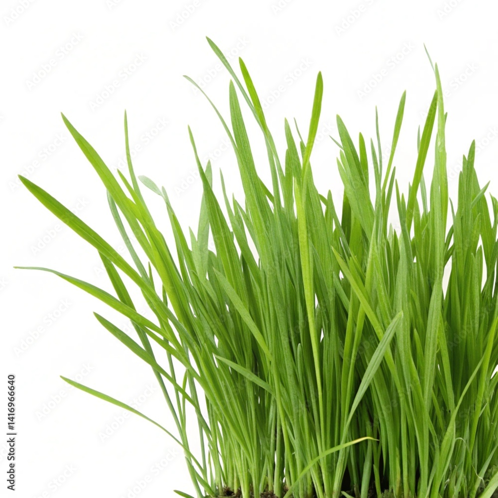 Grass isolated on transparent background Grass isolated on transparent background
