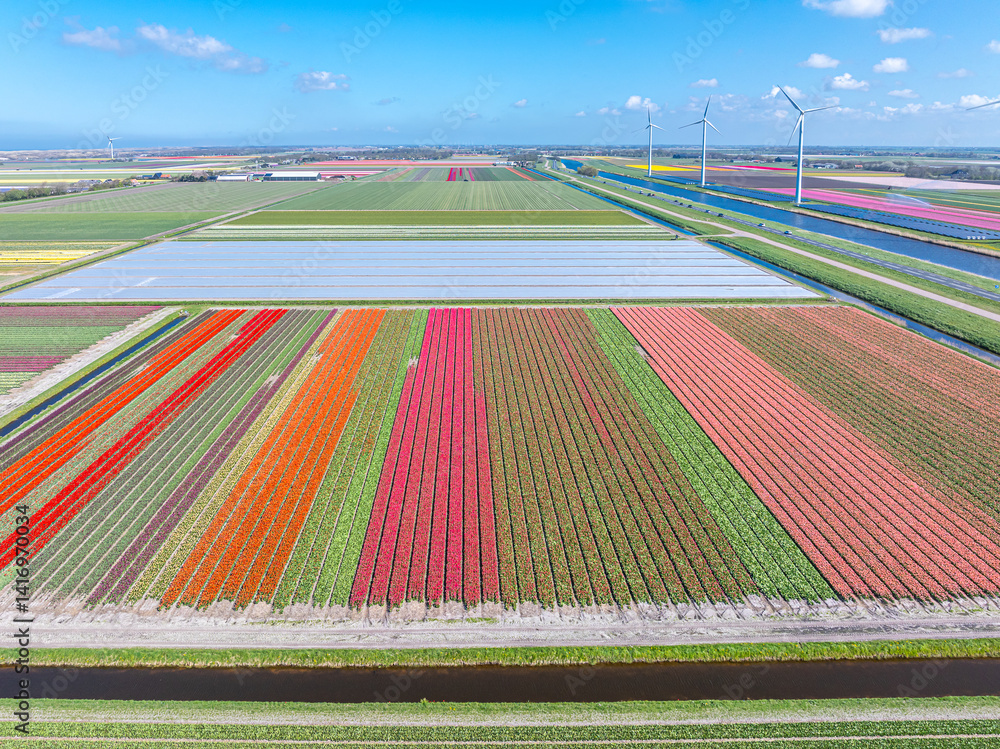 Holland Tulpen