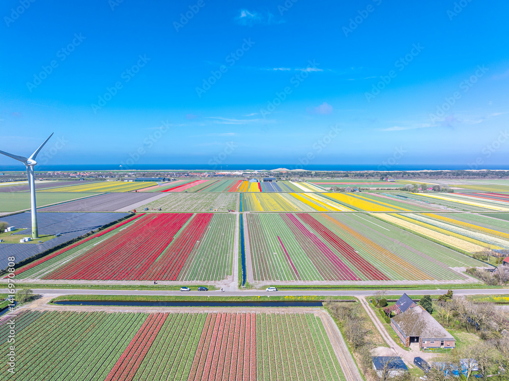 Holland Tulpen