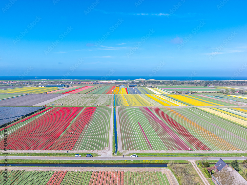 Holland Tulpen