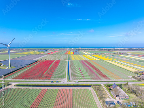 Obraz na płótnie Holland Tulpen w salonie
