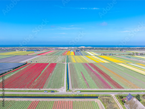 Holland Tulpen