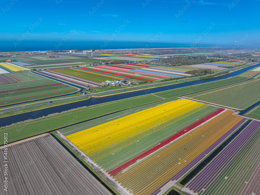 Holland Tulpen