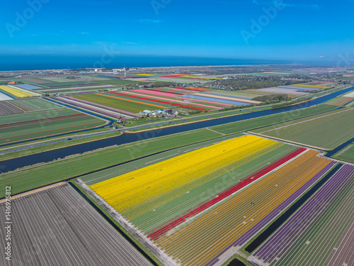 Obraz na płótnie Holland Tulpen w salonie