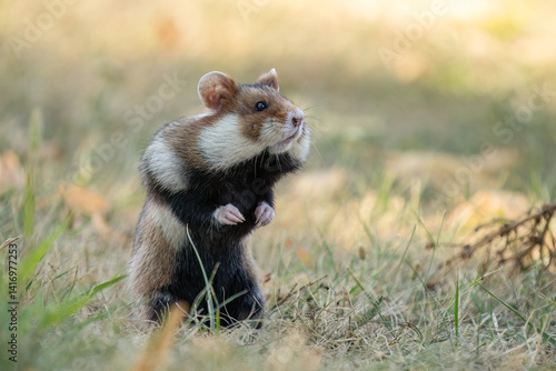European hamster (Cricetus cricetus) in its natural environment. Close-up of a wild rodent in grass, captured in an urban setting with soft natural light.