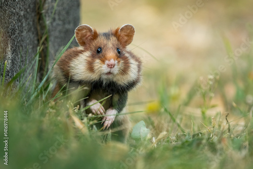 European hamster (Cricetus cricetus) in its natural environment. Close-up of a wild rodent in grass, captured in an urban setting with soft natural light.