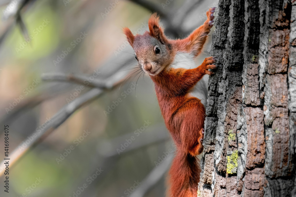 Red Squirrel Climbing on Tree Red Squirrel Climbing on Tree