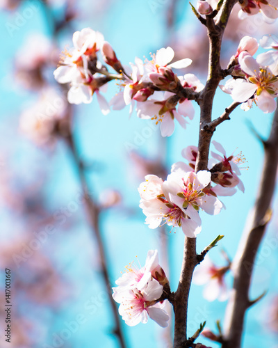 Almond tree branches full of white blossoms against the blue sky is spring season