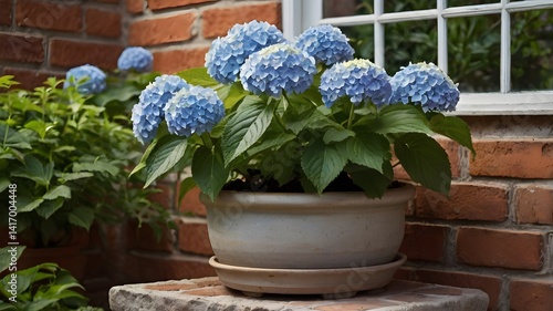 Obraz na płótnie Blue Hydrangea in Pot Brick Wall Background Garden Flowers w salonie