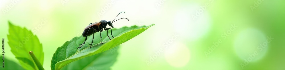 Dark-colored insect perched atop a lush green leaf against a stark white backdrop , black, green Dark-colored insect perched atop a lush green leaf against a stark white backdrop , black, green