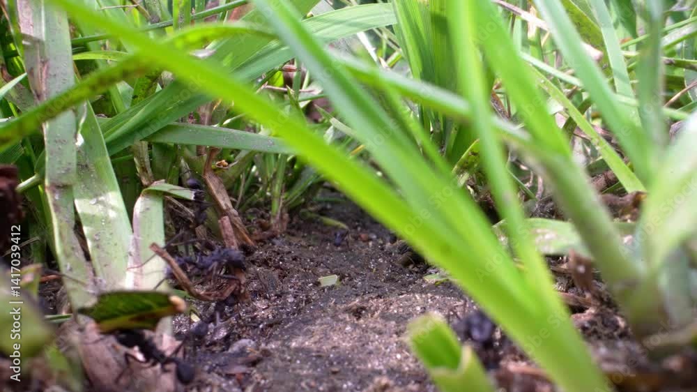 Leafcutter ants carrying leaves on forest floor, macro view of Acromyrmex colony life Leafcutter ants carrying leaves on forest floor, macro view of Acromyrmex colony life