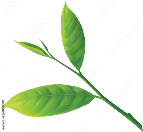 An illustration of a tea leaf, the raw material used to produce green tea. Derived from the Camellia sinensis plant