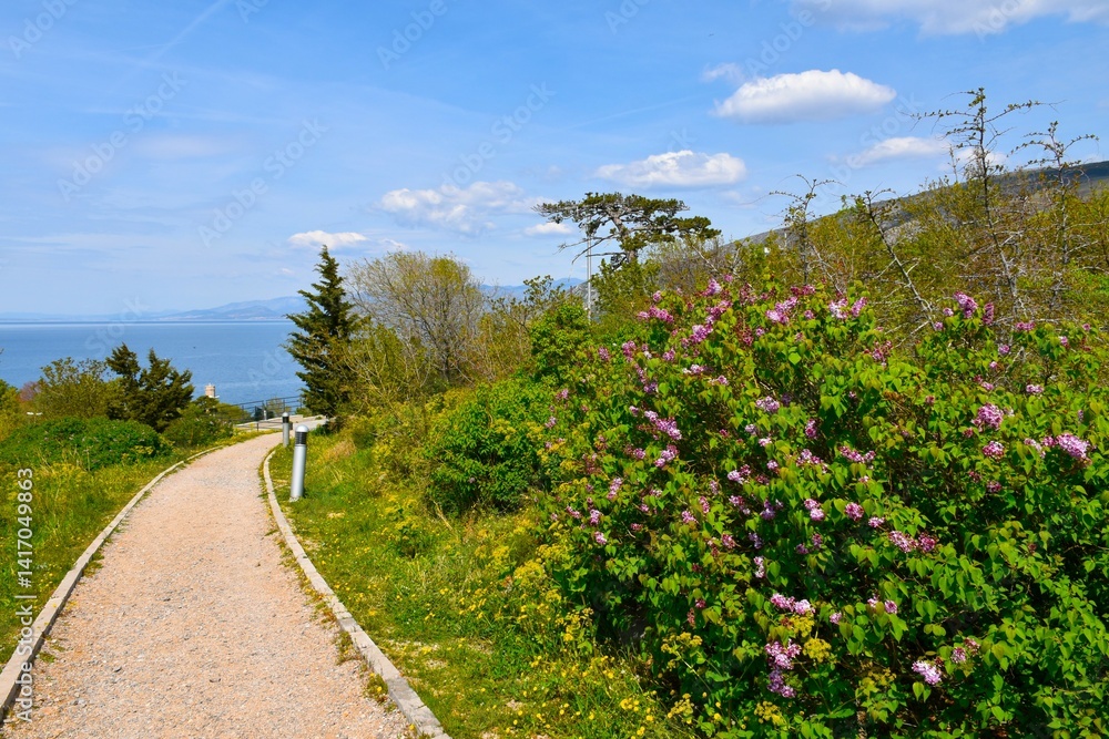 Naklejka premium Trail in Nehaj park at Senj, Croatia with the view of the Adriatic sea and pink flowers of common lilac (Syringa vulgaris) shrub in spring
