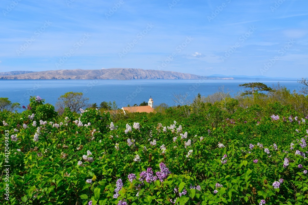 Common lilac (Syringa vulgaris) bush at Nehaj park in Senj, Croatia with a chapel bellow and the view of the Adriatic sea and the island of Krk