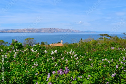 Obraz na płótnie Common lilac (Syringa vulgaris) bush at Nehaj park in Senj, Croatia with a chapel bellow and the view of the Adriatic sea and the island of Krk w salonie