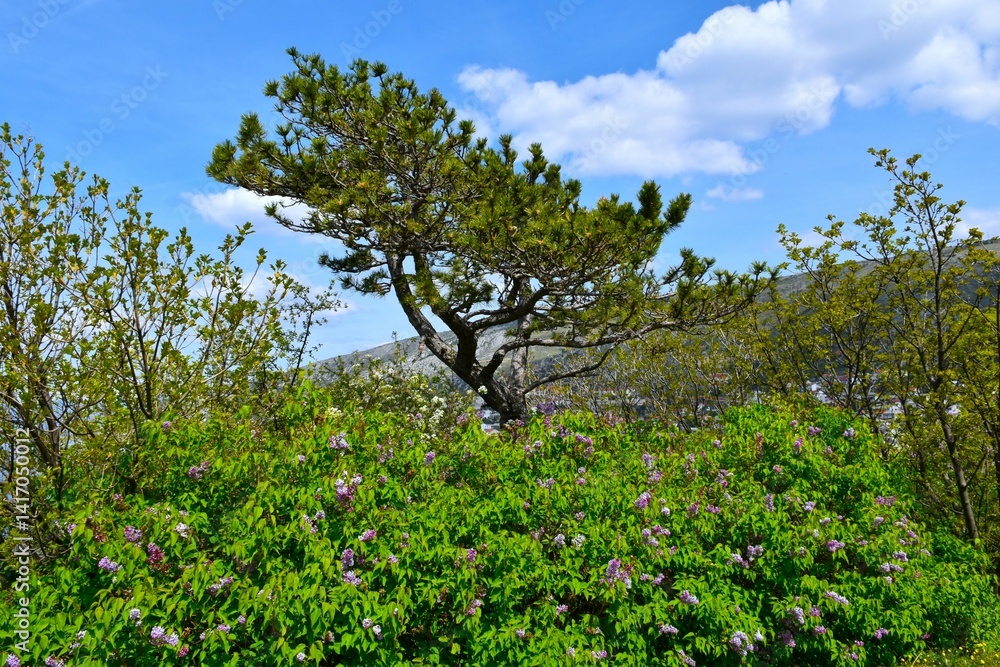 Pine tree and flowering common lilac (Syringa vulgaris) shrub at Nehaj park in spring