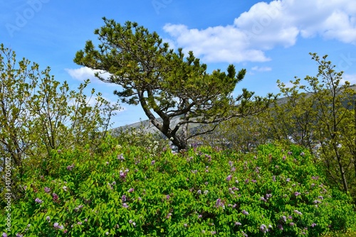Obraz na płótnie Pine tree and flowering common lilac (Syringa vulgaris) shrub at Nehaj park in spring w salonie
