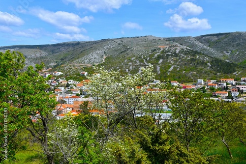Obraz na płótnie White flowering blackthorn (Prunus spinosa) bush with the town of Senj in Croatia behind and Mala kapela mountains above w salonie