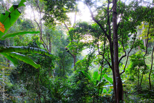 Deep green jungle in Doi Khun Tan national Park, Thailand