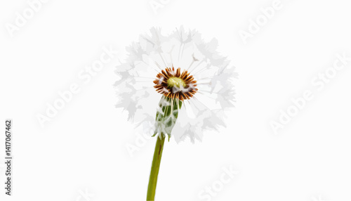 Dandelion flower with seeds on a white background  