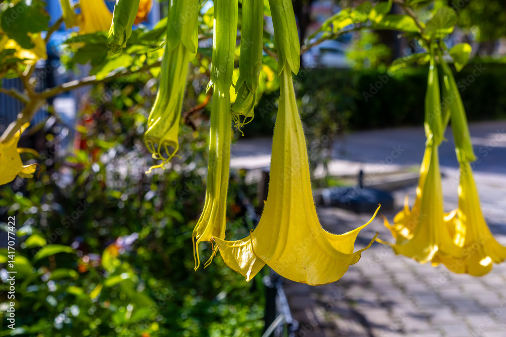 Borrachero, Borrachero Tree, Floripondio, Golden Angel’s Trumpet, Golden Tree Datura, Goldene Baumdatura, Guantu, Huacacachu, Huanto, Maicoa, Toe, Tonga, Yellow Tree Datura or Brugmansia aurea