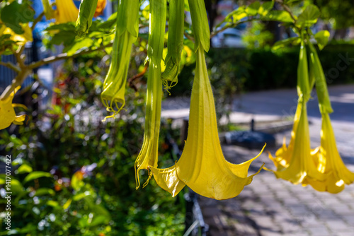 Obraz na płótnie Borrachero, Borrachero Tree, Floripondio, Golden Angel’s Trumpet, Golden Tree Datura, Goldene Baumdatura, Guantu, Huacacachu, Huanto, Maicoa, Toe, Tonga, Yellow Tree Datura or Brugmansia aurea w salonie
