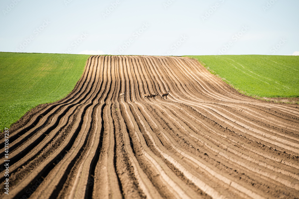colorful countryside farmland in springtime