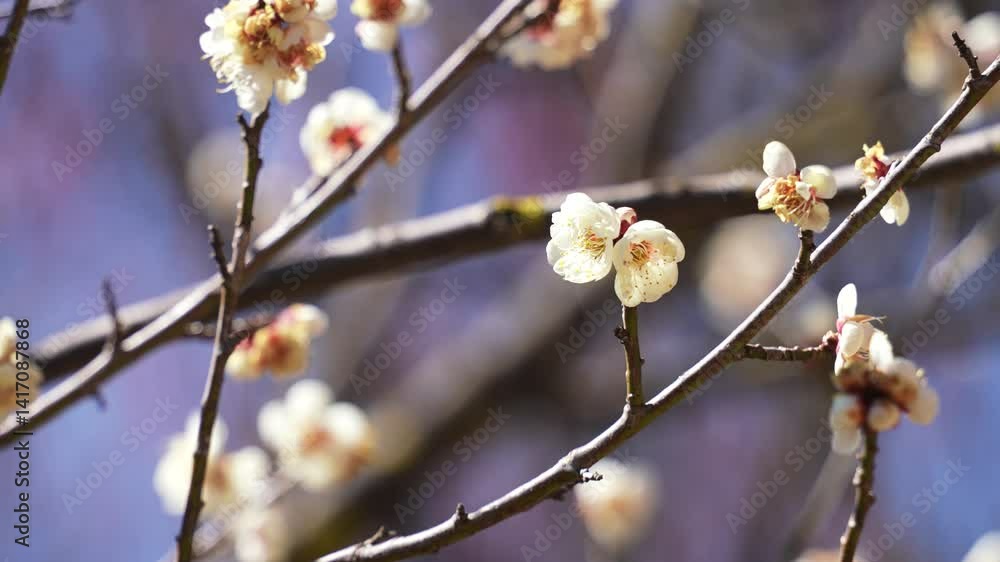 4k Video Spring Garden Ornamental Plant White Plum Blossom Blooming Season Nature Footage in Full Bloom 4k Video Spring Garden Ornamental Plant White Plum Blossom Blooming Season Nature Footage in Full Bloom