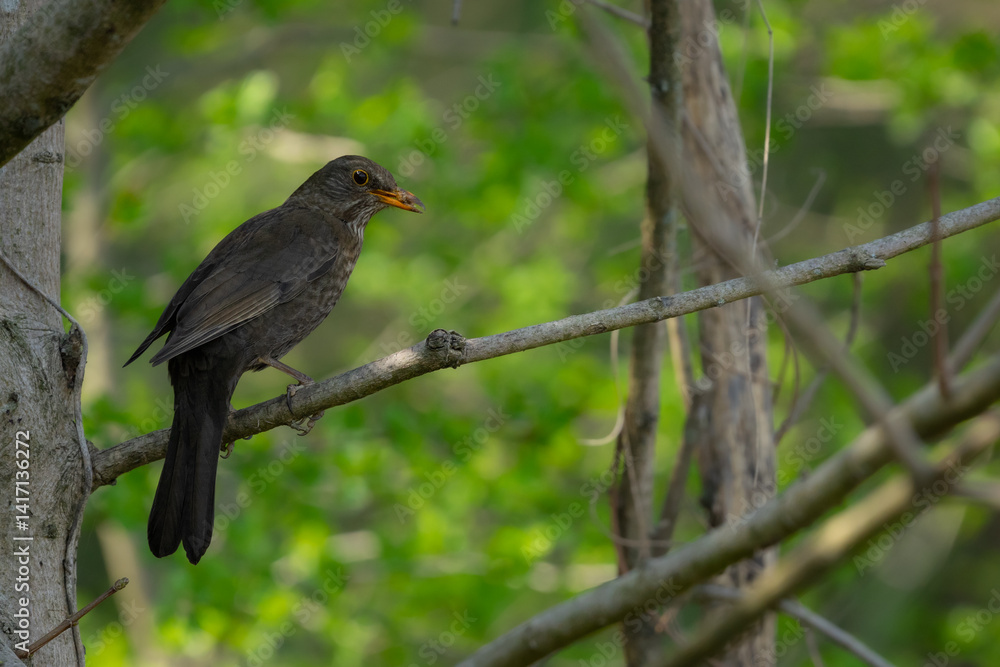 Common Blackbird (Turdus merula) on a Tree Branch with Green Background Common Blackbird (Turdus merula) on a Tree Branch with Green Background