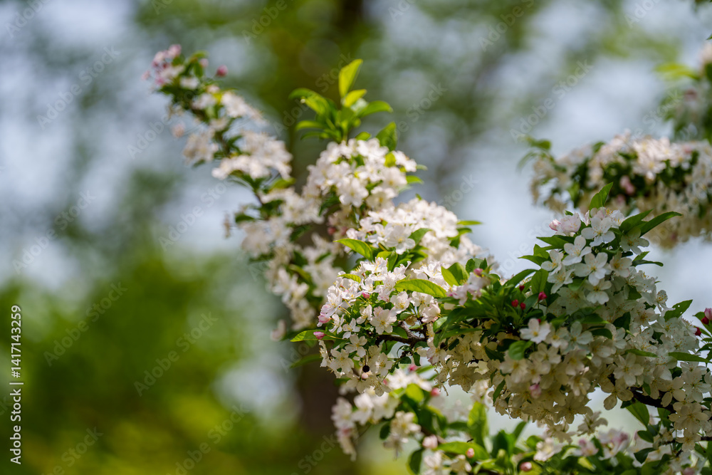 Landscape photo of white pear blossoms in spring Landscape photo of white pear blossoms in spring