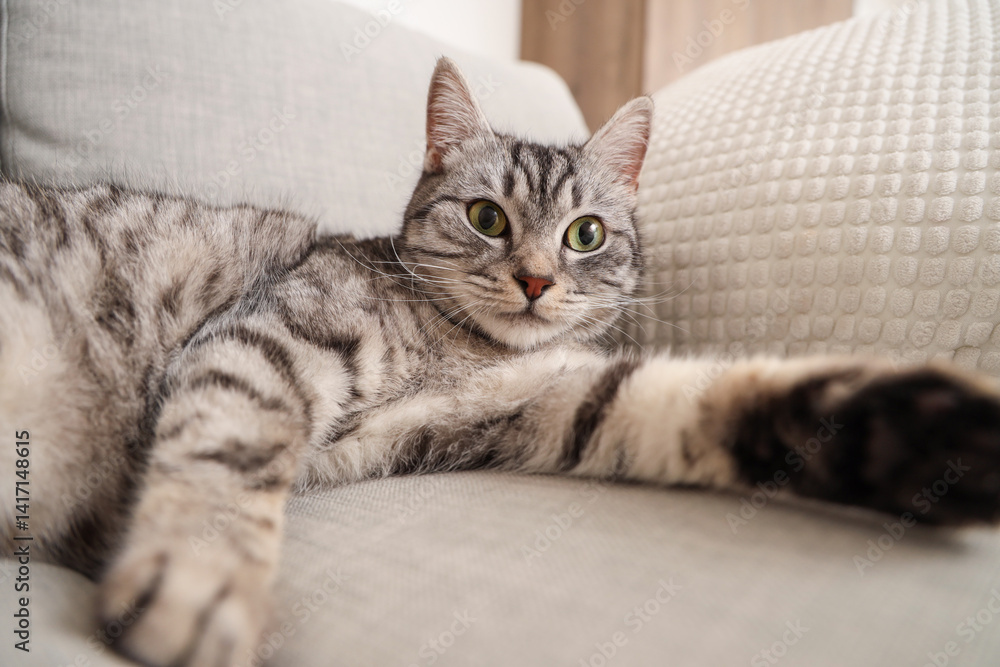 Naklejka premium Grey striped cat lying on sofa