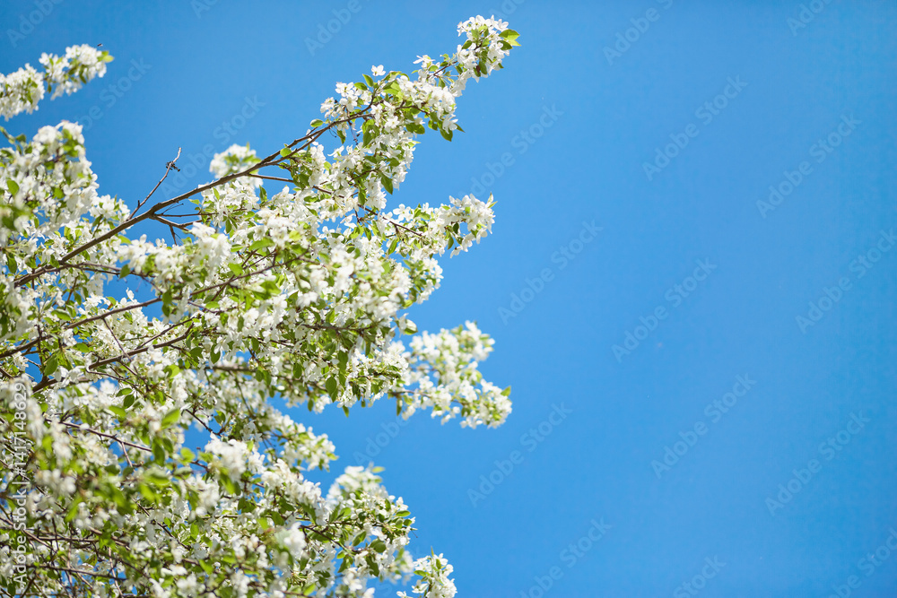 Branches of blossoming apple close up with soft focus on blue sky Branches of blossoming apple close up with soft focus on blue sky