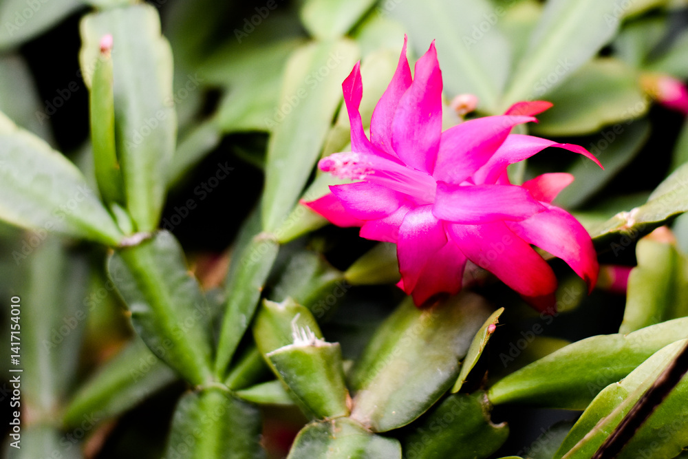 Fototapeta premium Schlumbergera truncata, the false Christmas cactus flower flowering in the garden 