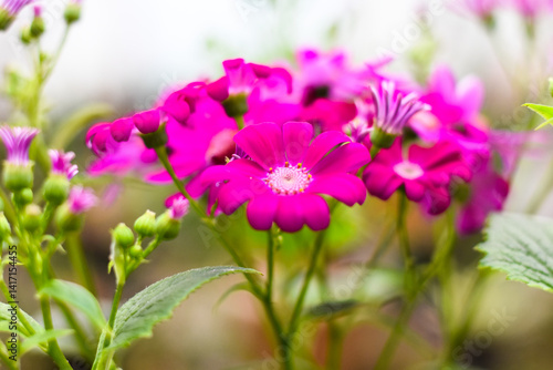 Pericallis × hybrida, known as cineraria, florist's cineraria or common ragwort flowers