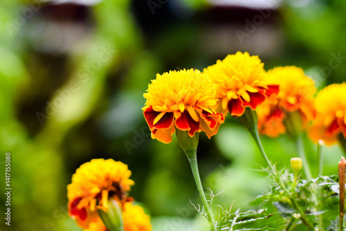 Orange marigolds or tagetes erecta flower blooming in the garden 