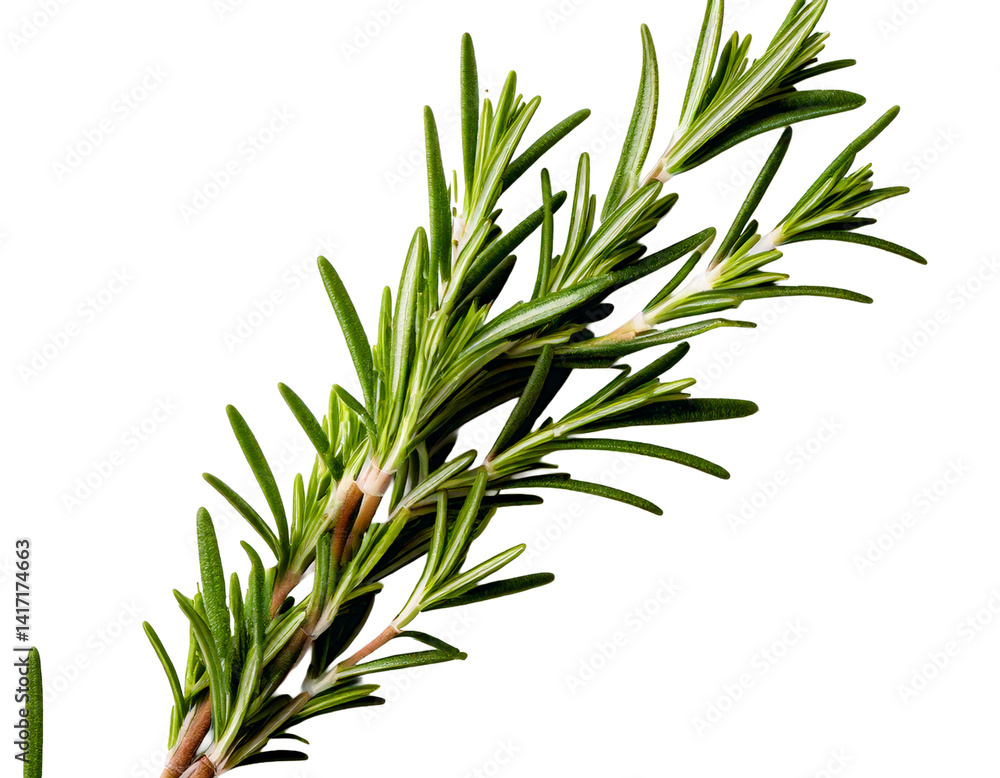Fototapeta premium Rosemary isolated on white background, Top view, generative ai