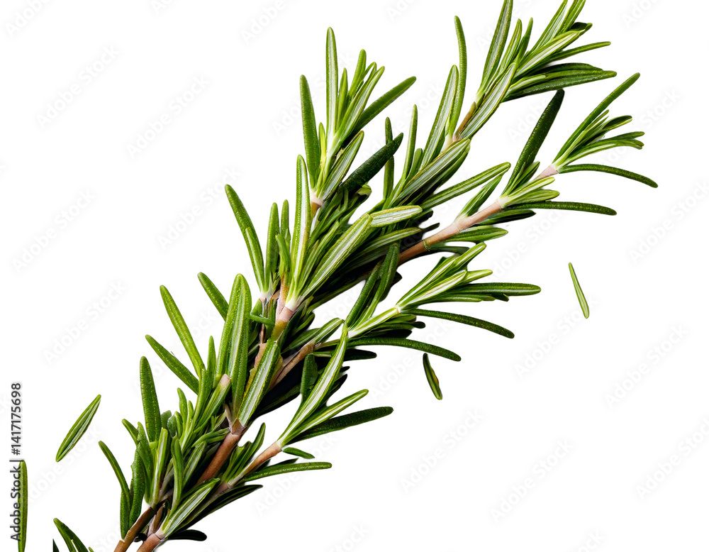  Rosemary isolated on white background, Top view, generative ai