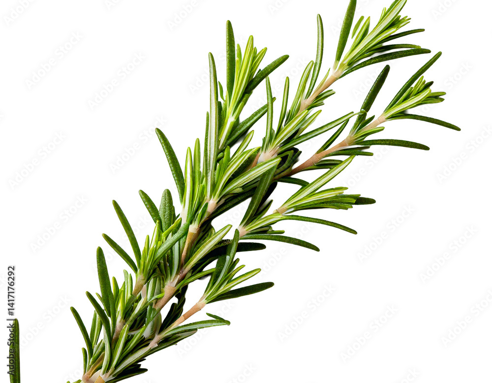 Rosemary isolated on white background, Top view, generative ai Rosemary isolated on white background, Top view, generative ai