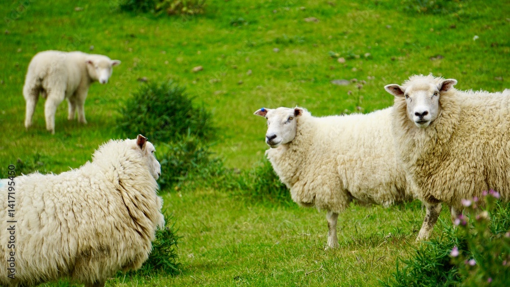 Closeup of spring sheep grazing in a field in New Zealand Closeup of spring sheep grazing in a field in New Zealand