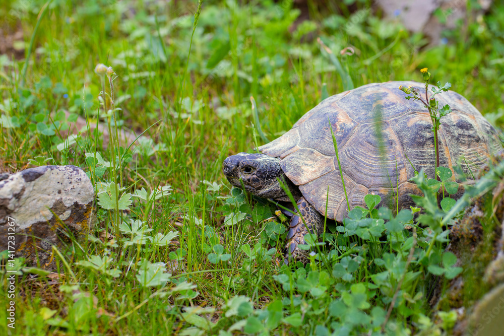 Turtle wandering around the meadow in its natural habitat on Yamanlar Mountain