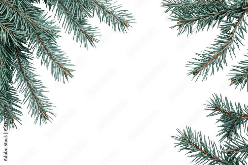 Pine tree branch with healthy green needles displayed clearly on a bright white background Pine tree branch with healthy green needles displayed clearly on a bright white background